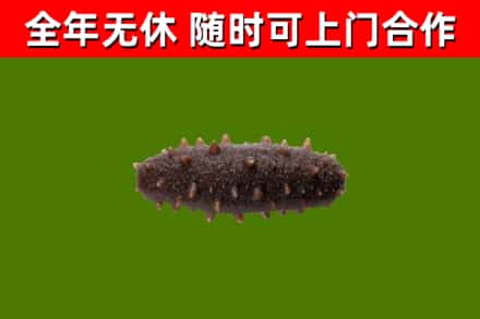 辽阳县烟酒回收干海参.jpg